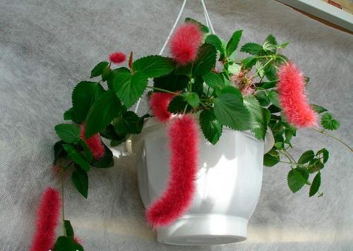 Название комнатных цветов. Ампельные комнатные растения и цветы фото и названия