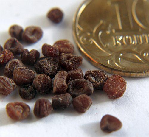 Цикламен персидский из семян. 