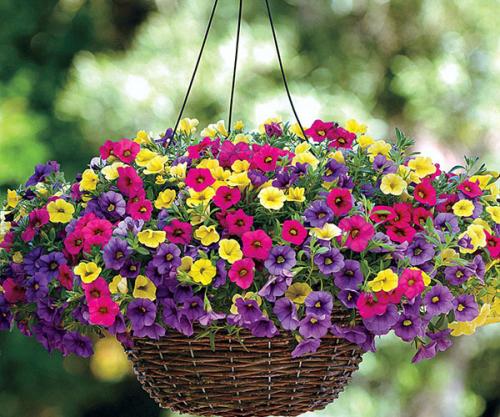 Калибрахоа ампельная Летняя радуга. Общая информация о растении