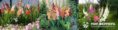 Посадка и уход за гладиолусами