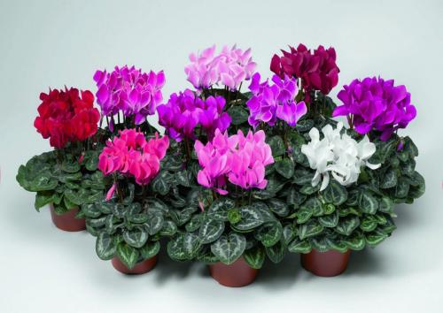 Цикламен персидский из семян. 