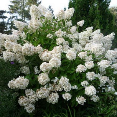 Декоративные деревья названия. Какие декоративно-лиственные деревья и кустарники можно посадить в саду на даче