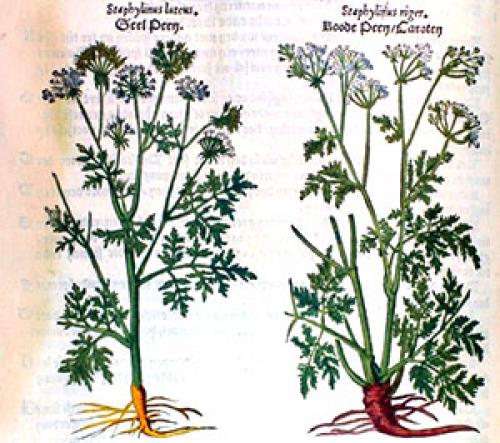 Морковь, какого цвета была. Многоцветная история моркови