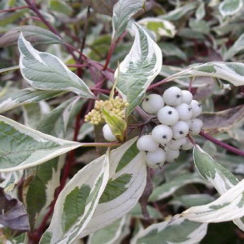 Декоративные деревья названия. Какие декоративно-лиственные деревья и кустарники можно посадить в саду на даче