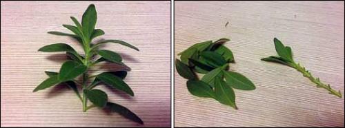 Черенкование калибрахоа в воде. Подготовка черенков калибрахоа и петунии к укоренению