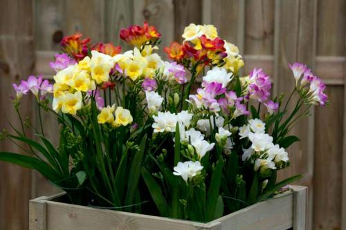 Луковичные комнатные растения фото и названия