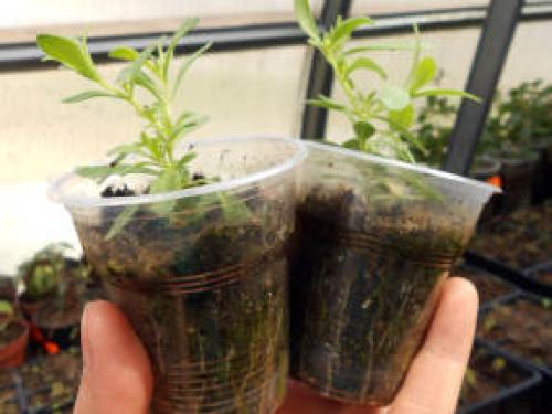 Как сохранить калибрахоа зимой в квартире. Черенкование калибрахоа как способ зимнего сохранения растений