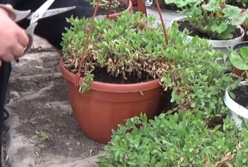 Калибрахоа зимой, как сохранить до весны. Морозной зимой сохранить калибрахоа дома – как это сделать правильно?