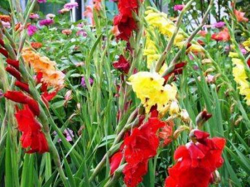 Подготовка к посадке луковиц гладиолусов