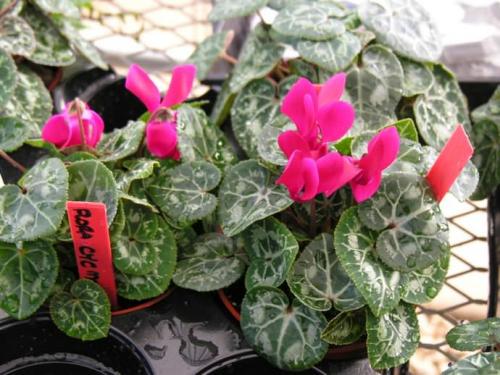 Цикламен персидский и Европейский отличия. Цикламены европейские: лечебные свойства растения и технология ухода в домашних условиях