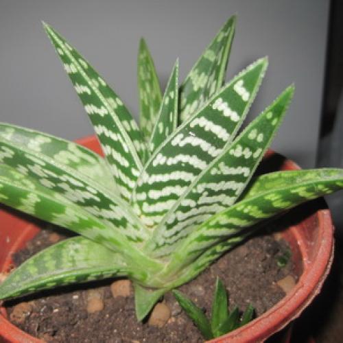 Алоэ пятнистое. Алоэ пестрое (тигровое): фото и лечебные свойства