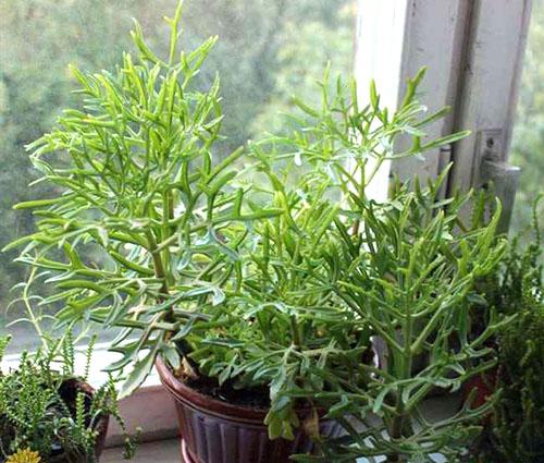 Каланхоэ слишком длинный. Важно знать, как обрезать каланхоэ