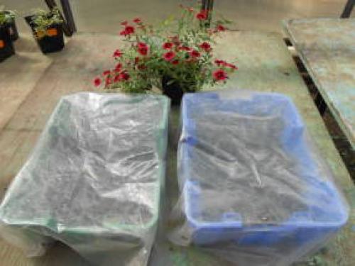 Как сохранить калибрахоа зимой в квартире. Черенкование калибрахоа как способ зимнего сохранения растений