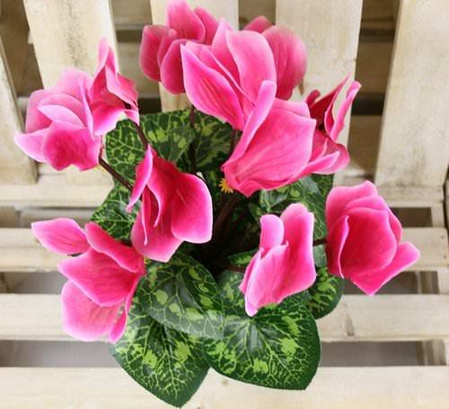 Цикламен персидский и Европейский отличия. Цикламены европейские: лечебные свойства растения и технология ухода в домашних условиях