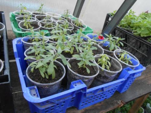 Как сохранить калибрахоа зимой в квартире. Черенкование калибрахоа как способ зимнего сохранения растений