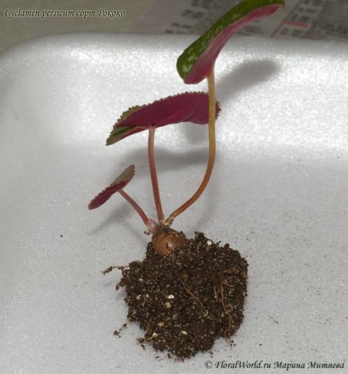 Цикламен персидский из семян. 