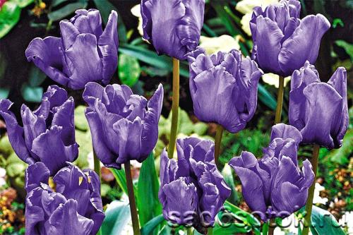 Попугайные тюльпаны описание. Попугайные