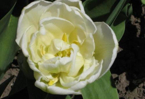 Тюльпан махровый поздний. Раннецветущие махровые тюльпаны