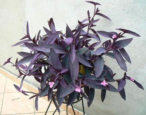 Название комнатных цветов. Ампельные комнатные растения и цветы фото и названия