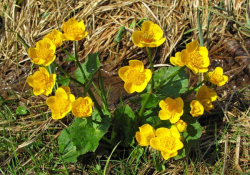 Калужница болотная соцветие. Калужница болотная - самая яркая вестница весны