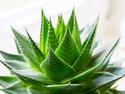 Алоэ кампери лечебные свойства. Разновидности алоэ: виды лекарственых и декоративных алоэ