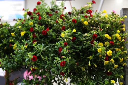 Как сохранить калибрахоа зимой в квартире. Черенкование калибрахоа как способ зимнего сохранения растений