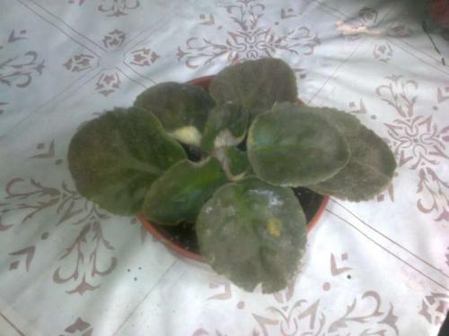 Почему у фиалок твердеют листья. Листья сенполии информируют о проблеме