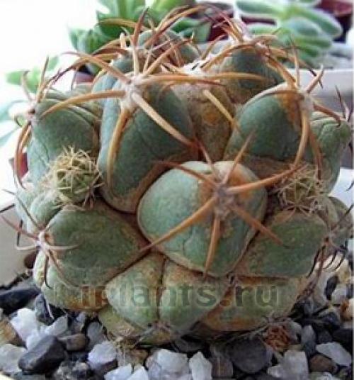 Белый налет на, кактусе. Клещи на кактусах