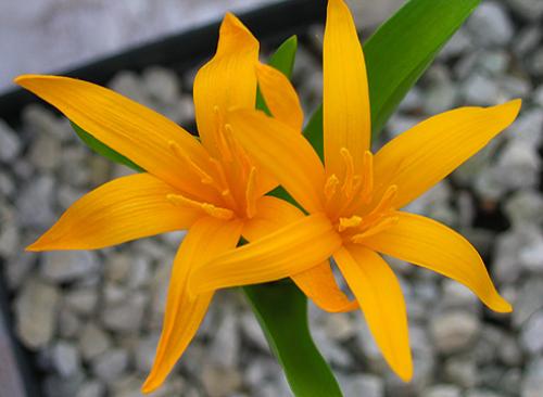 Безвременник весенний. Безвременик: виды, цветущие весной