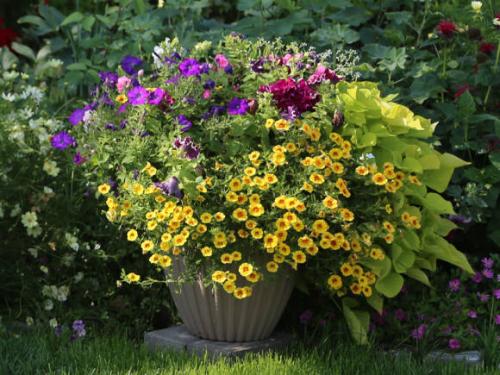 Калибрахоа размножение черенками. Калибрахоа: выращивание и размножение