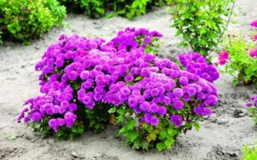 Сорта хризантем крупноцветковых. Корейские хризантемы, сорта и их описание