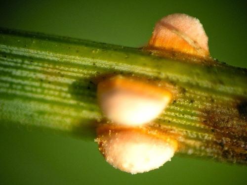 Ржавчина хвои сосны