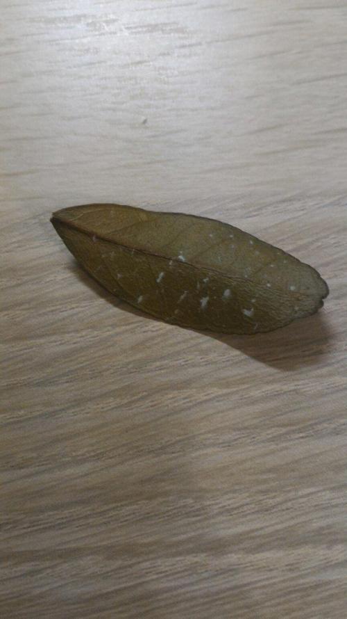 Кумкват сбрасывает листья. Опадает кумкват, помогите спасти!