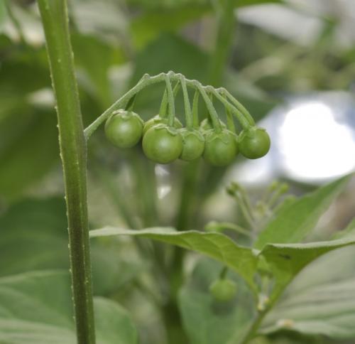 Наливка из санберри. Поделиться 1 2012-11-26 15:17:08