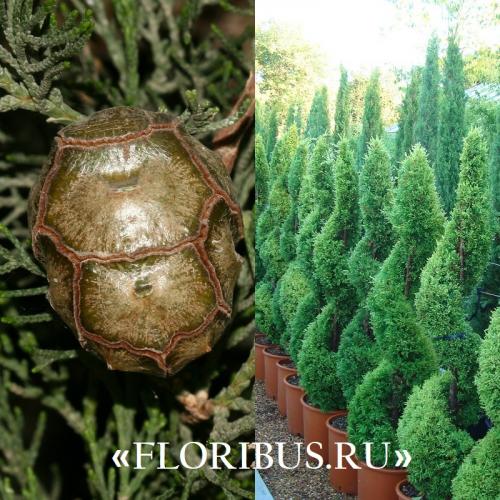Кипарис Голдкрест Вилма в открытом грунте. Купрессус голд вилма, голдкрест и микрокарпа