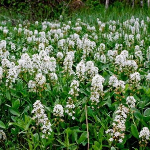 Вахта трехлистная выращивание. Ботаническая характеристика растения вахта трехлистная