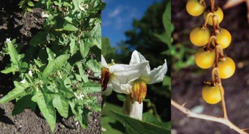 Паслен сладко-горький формула цветка. Семейство Пасленовые: формула цветка, характерные признаки, разнообразие