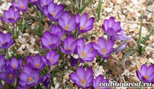 Ruby Giant крокус. Крокус цветок. Выращивание крокуса. Уход за крокусом