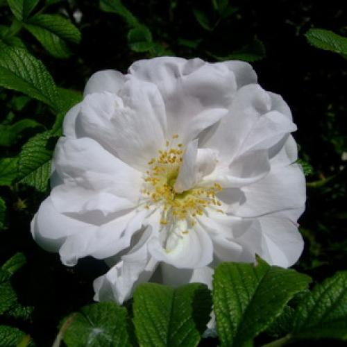 Шиповник морщинистый кустарник. Шиповник садовый морщинистый: фото и описание сортов