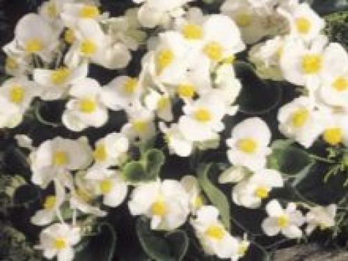 Бегонию вечноцветущую розовую. Сорта