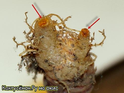 Кактус гниет сверху. Как спасти загнивший кактус?