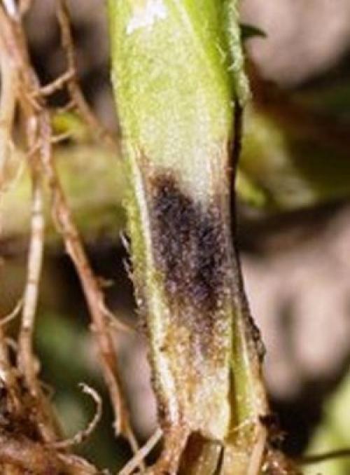 На каланхоэ листья покрываются коричневыми пятнами. Основные болезни каланхоэ, лечение в домашних условиях