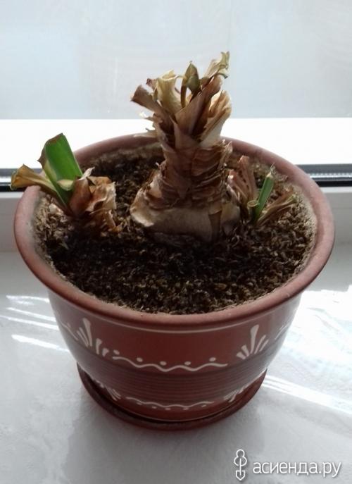 Как разбудить гиппеаструм. «Проснулся от спячки» гиппеаструм и растет «не по дням, а по часам»