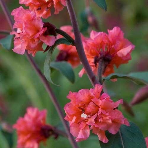 Кларкия прелестная. Виды и сорта кларкии с фото