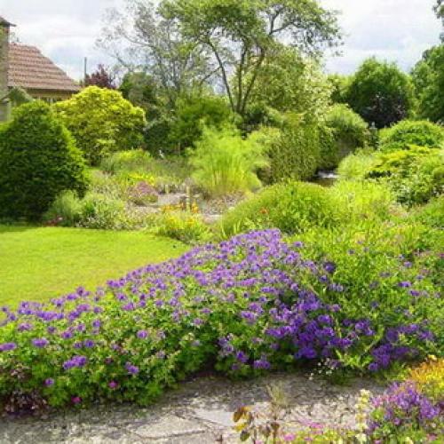 Герань садовая красно-бурая. Садовая герань в ландшафтном дизайне участка (с фото)