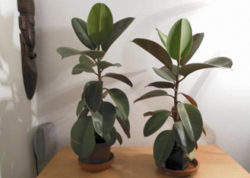 Фикус каучуконосный: сорта, уход, размножение