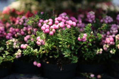 Пернеттия комнатная. Гаультерия, или пернеттия остроконечная