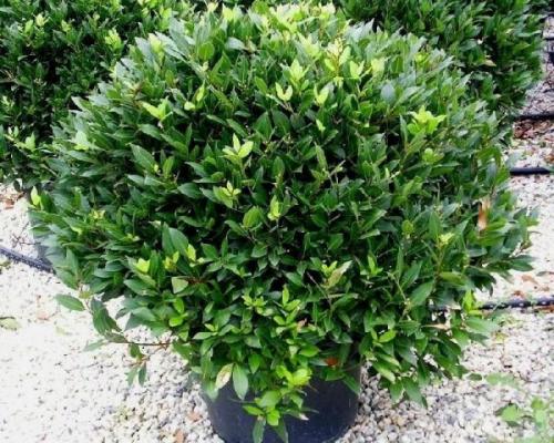 Как быстро растет лавр. Лавровое дерево в открытом грунте. Вы даже не догадываетесь как оно растет!!