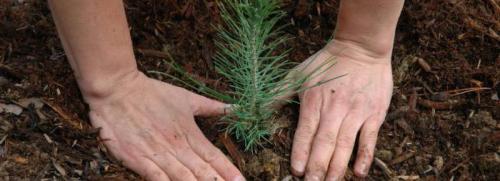 Ель корейская накаи. Загадочная корейская ель: посадка и уход