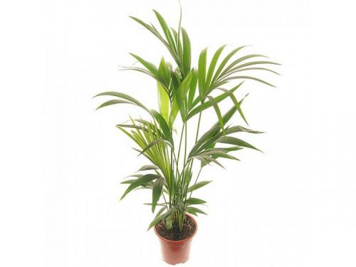 Ховея (кентия) Howeia